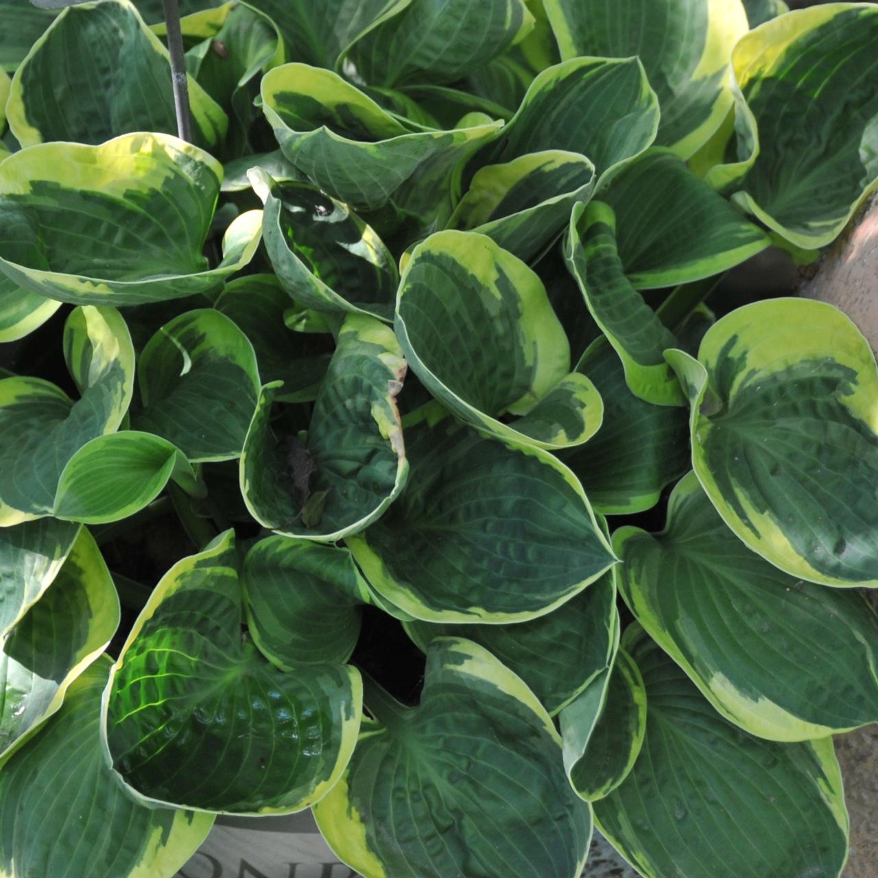 HOSTa PLANT  Lakeside Parsley Paste BUY ANY  5  Get  ONE FREE Ship  Spring 2021 