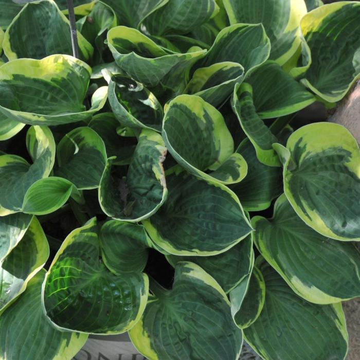 Hosta 'Lakeside Circle O' plant