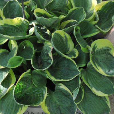 hosta-lakeside-circle-o