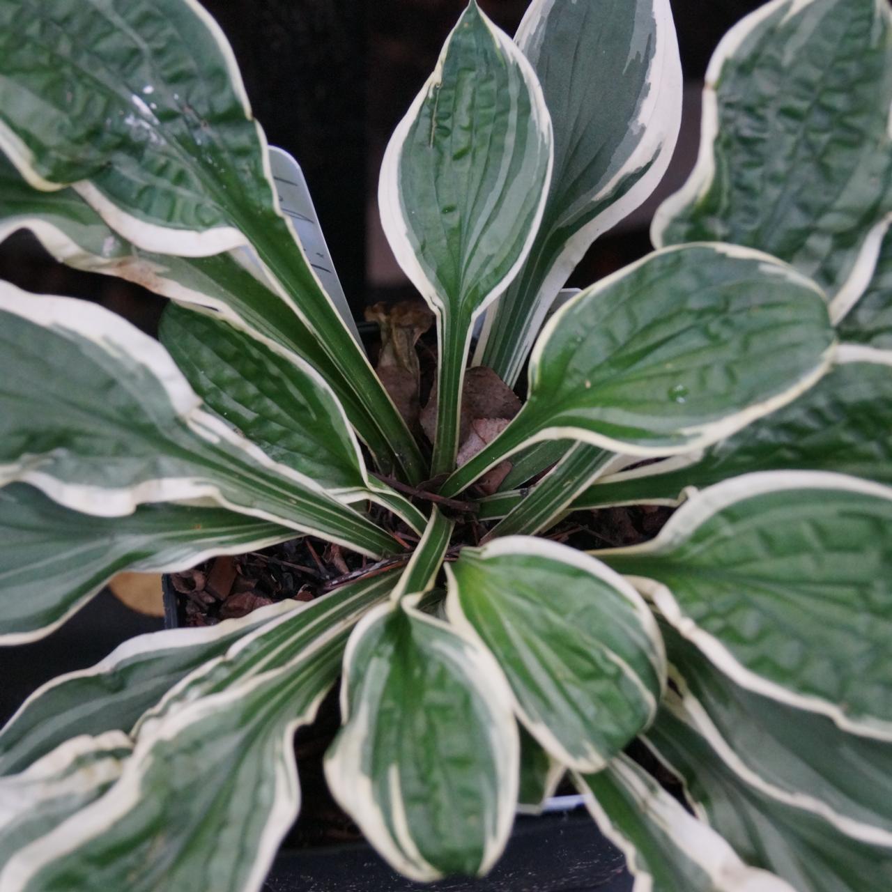 Hosta 'Lakeside Dimpled Darling' plant