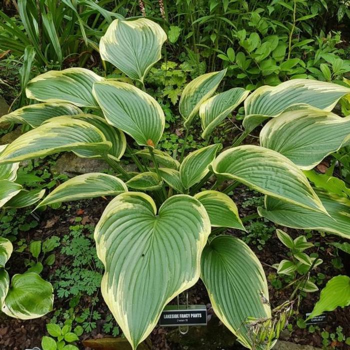 Hosta 'Lakeside Fancy Pants' plant