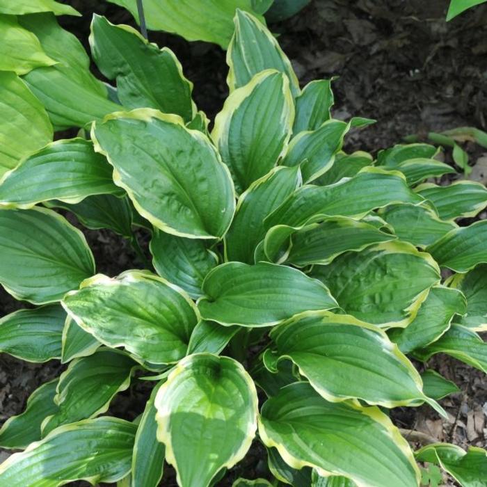 Hosta 'Lakeside Hoola Hoop' plant