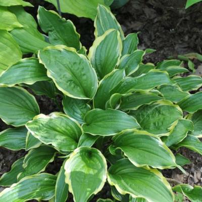 hosta-lakeside-hoola-hoop