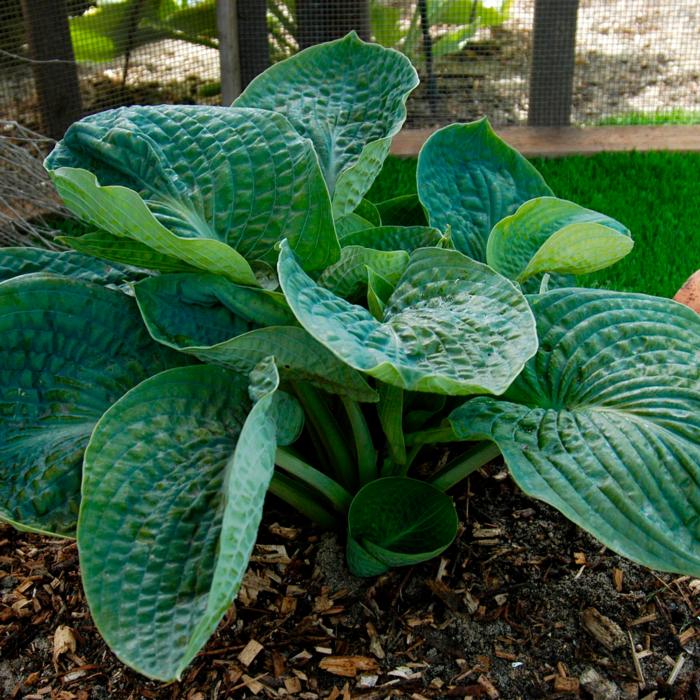 Hosta 'Lakeside Maverick' plant