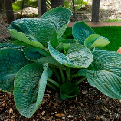 hosta-lakeside-maverick