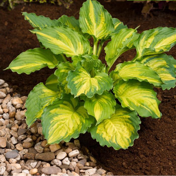 Hosta 'Lakeside Paisley Print' plant