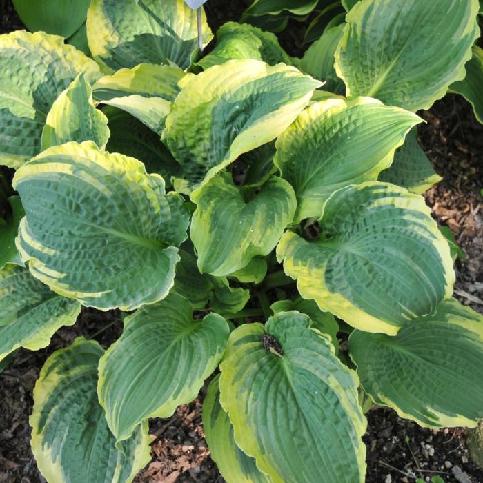 Hosta 'Lakeside Prophecy Fulfilled' plant