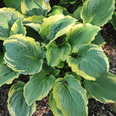 hosta-lakeside-prophecy-fulfilled