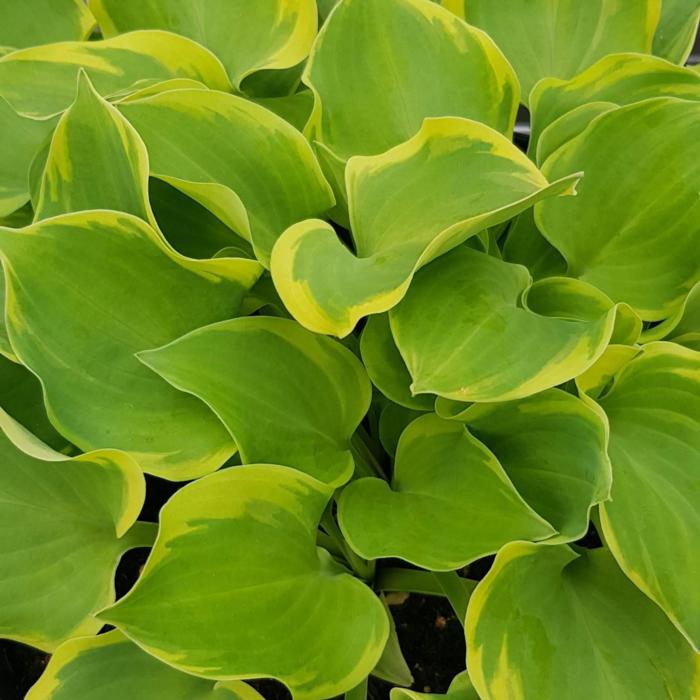 Hosta 'Lakeside Scamp' plant