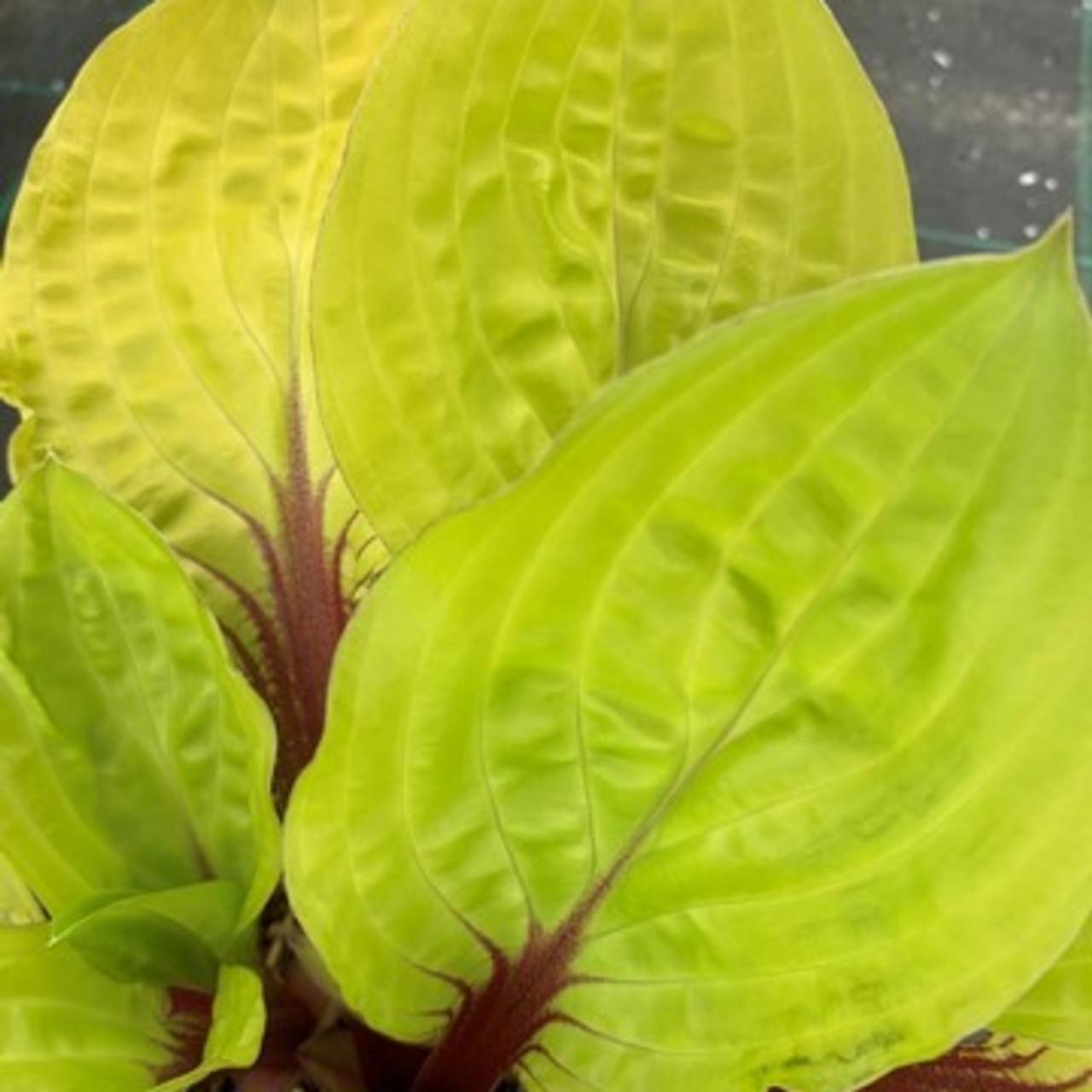Hosta 'Lemon Snap' plant