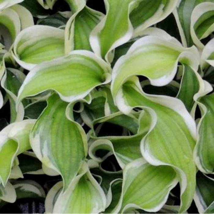 Hosta 'Let's Twist Again' plant