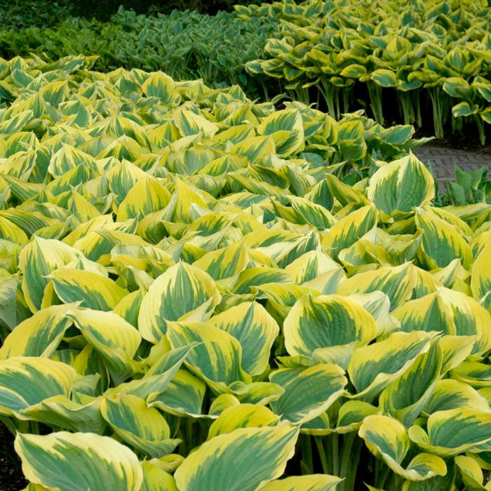 Hosta 'Liberty' plant