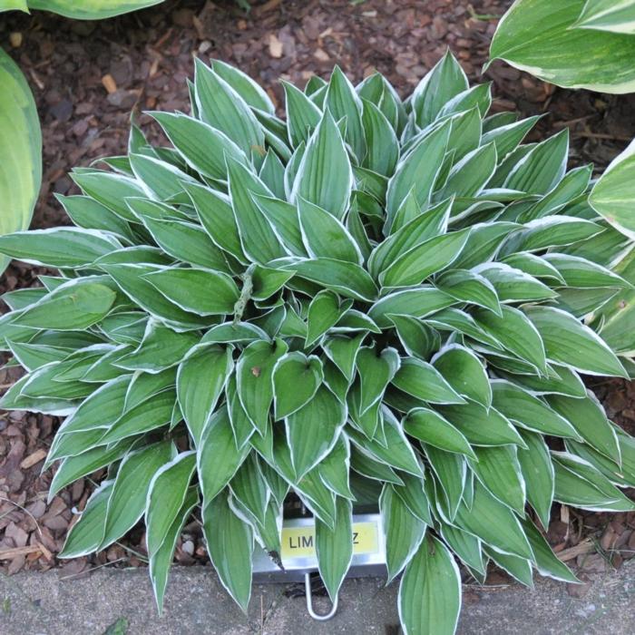 Hosta 'Lime Fizz' plant