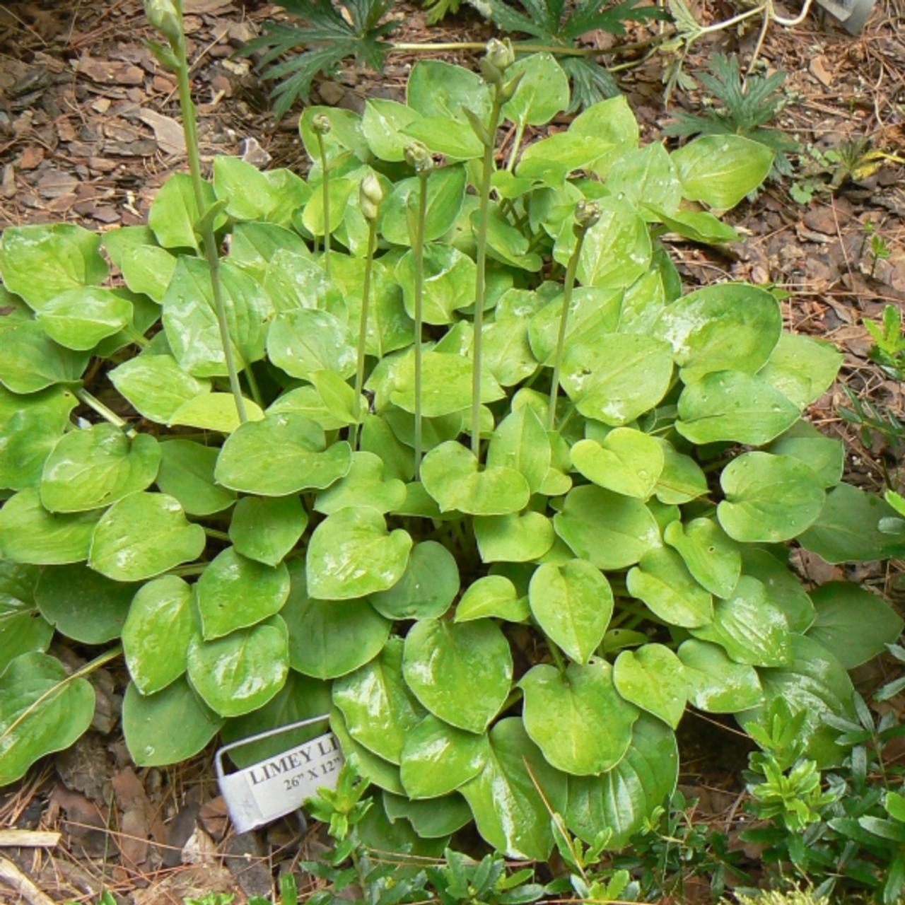 Hosta 'Limey Lisa' plant