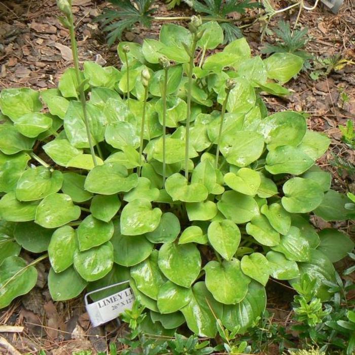 Hosta 'Limey Lisa' plant