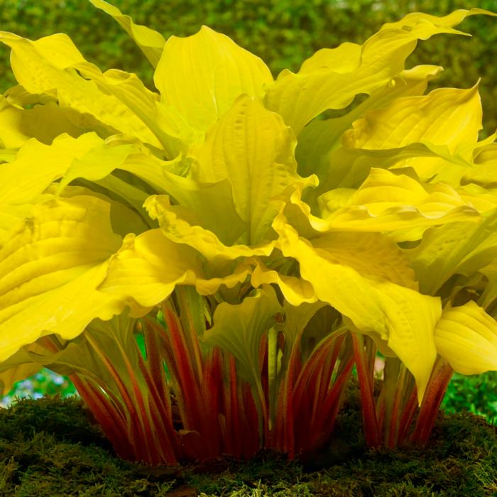 Hosta 'Lipstick Blonde' plant