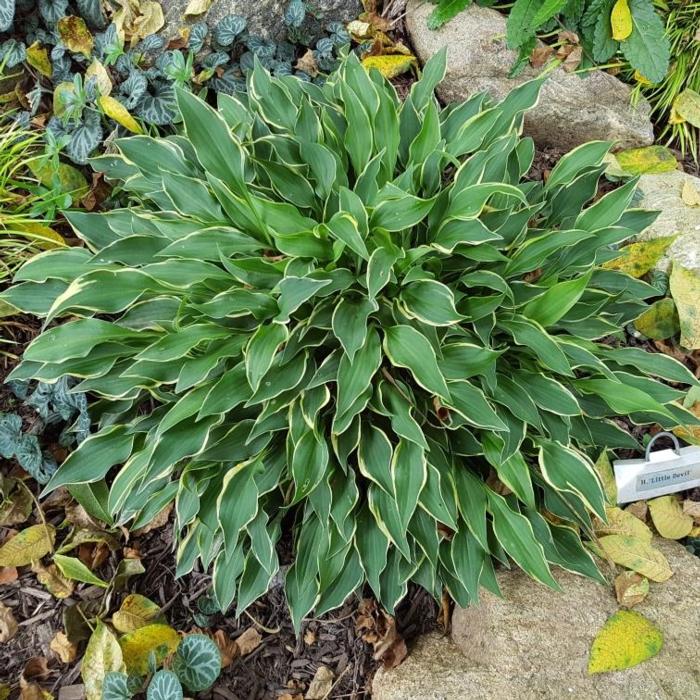 Hosta 'Little Devil' plant