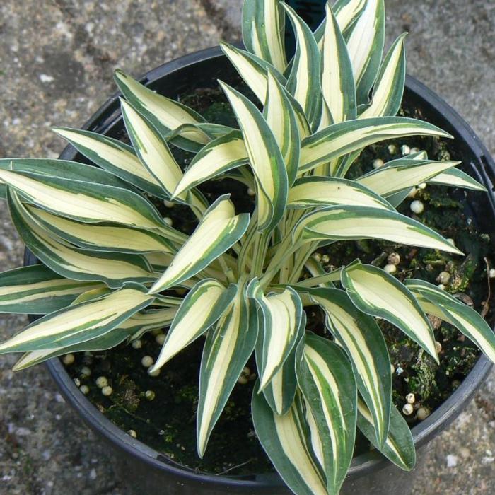 Hosta 'Little Jay' plant