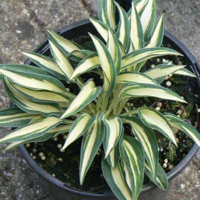 hosta-little-jay