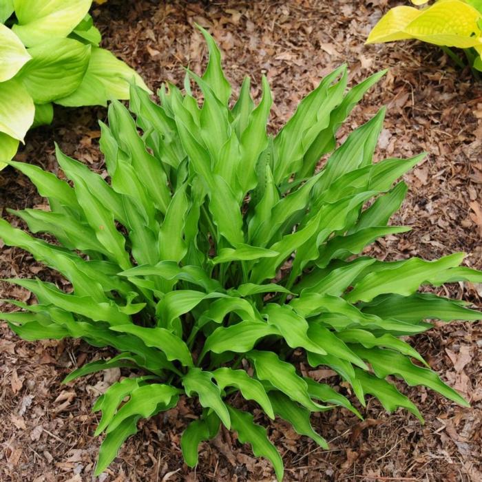 Hosta 'Lizzard Lick' plant