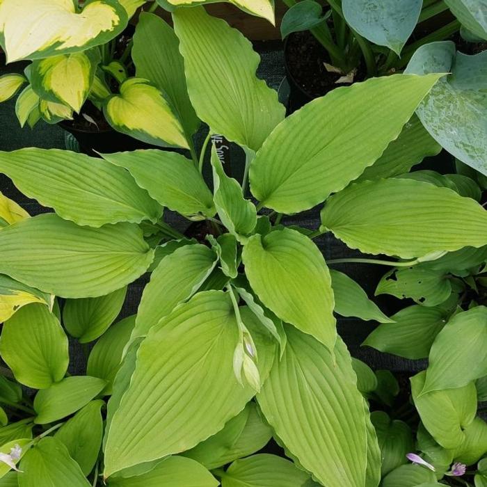 Hosta 'Love Song' plant