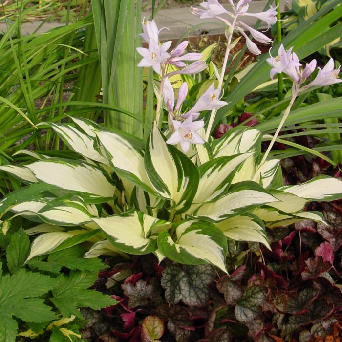 Hosta 'Loyalist' plant