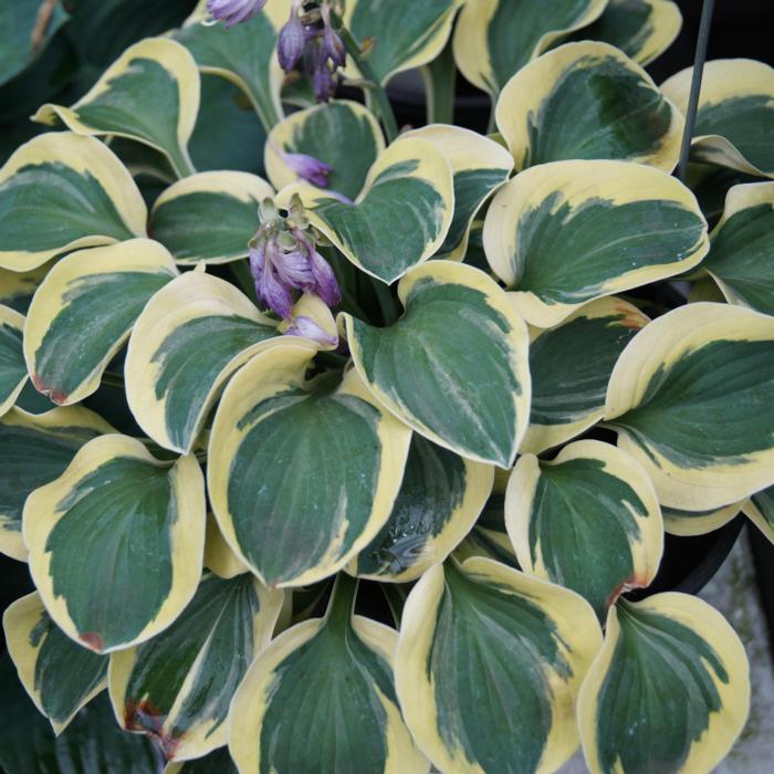 Hosta 'Lucky Mouse' plant