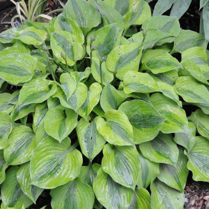 Hosta 'Luna Moth' plant