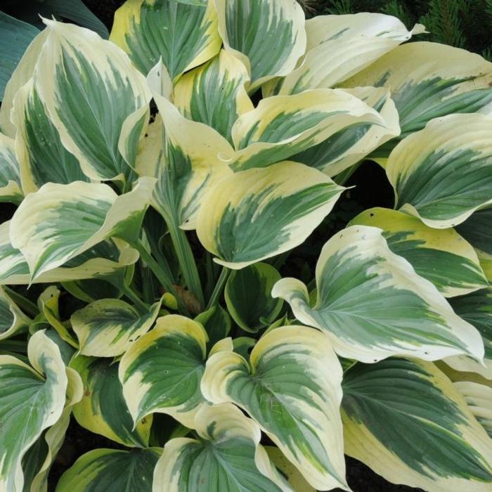 Hosta 'Majesty' plant