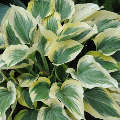 hosta-majesty