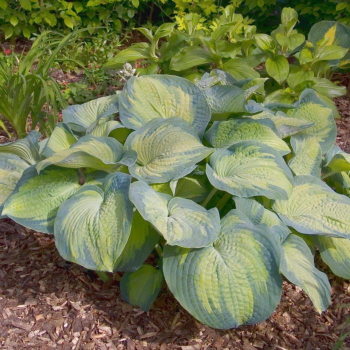 Hosta 'Margie's Angel' plant