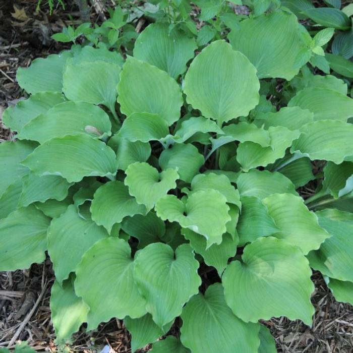 Hosta 'Marilyn Monroe' plant