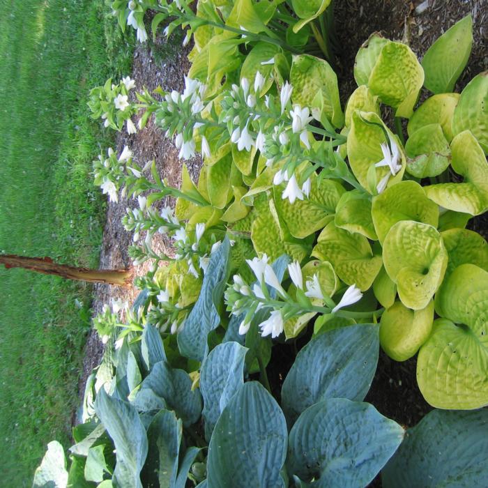 Hosta 'Maui Buttercups' plant