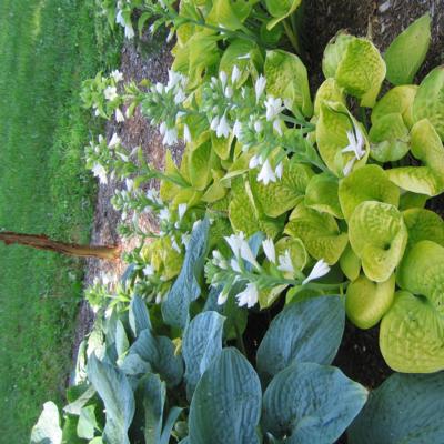 hosta-maui-buttercups