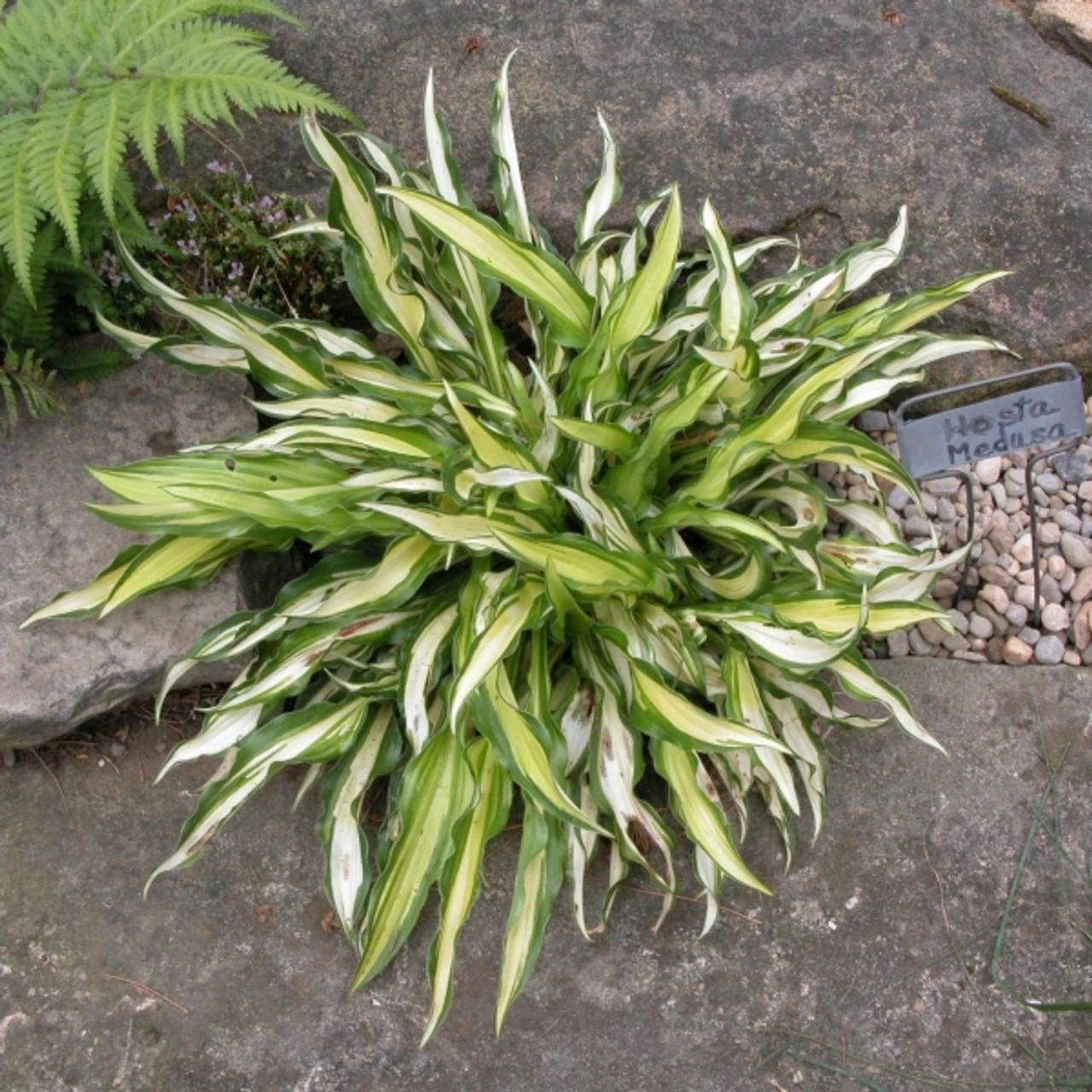 Hosta 'Medusa' plant
