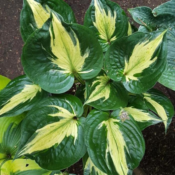 Hosta 'Midnight at het Oasis' plant