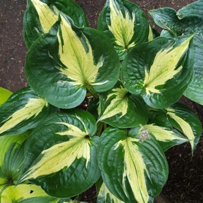 hosta-midnight-at-het-oasis