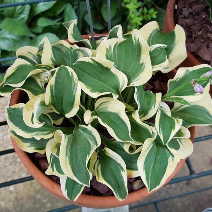 Hosta 'Mini Skirt' plant