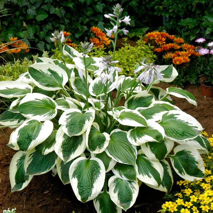 Hosta 'Minuteman' plant