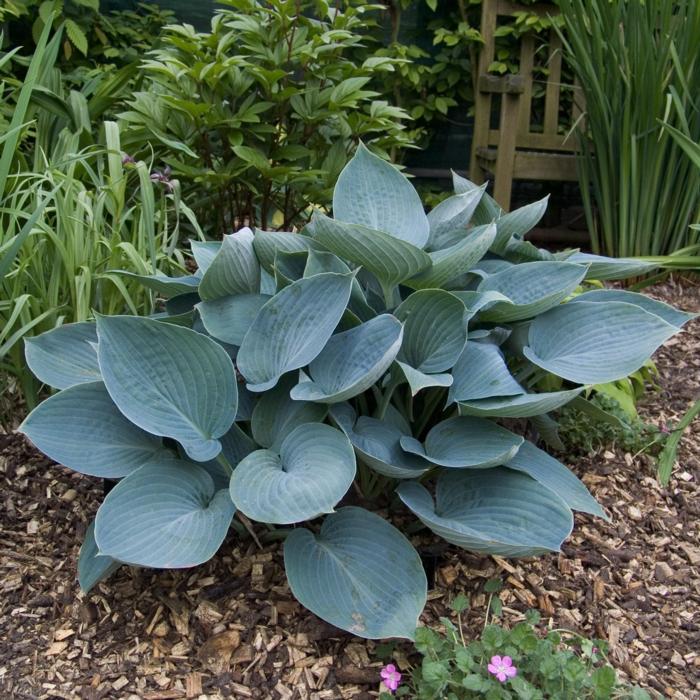 Hosta 'Moody Blues' plant