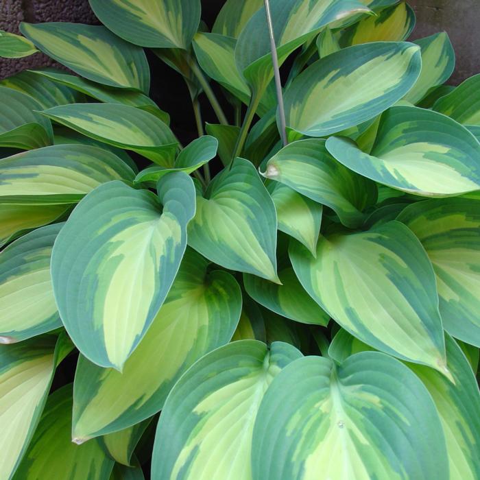 Hosta 'Moonstruck' plant