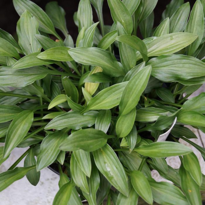 Hosta 'Mount Kirishima' plant