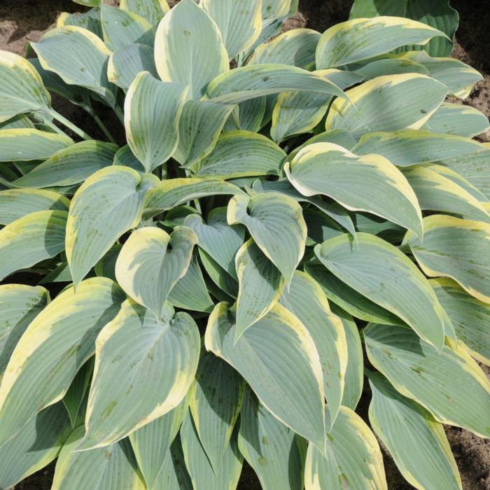 Hosta 'Mourning Dove' plant