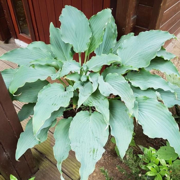 Hosta 'Neptune' plant