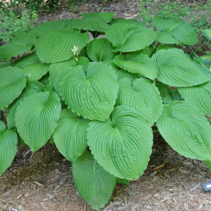 Hosta 'Niagara Falls' plant