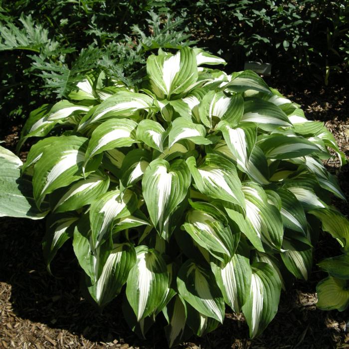 Hosta 'Night before Christmas' plant