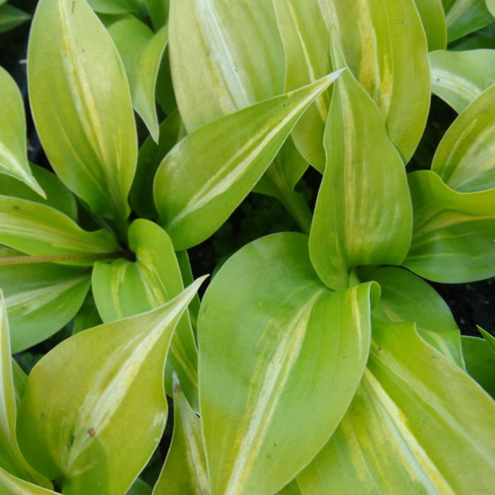 Hosta 'Obi-Wan Kenobi' plant