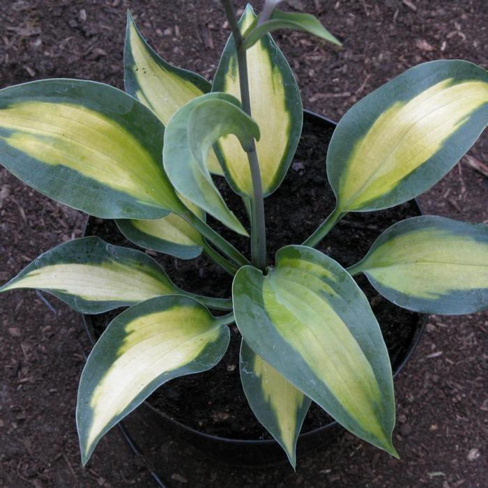 Hosta 'Olympic Sunrise' plant