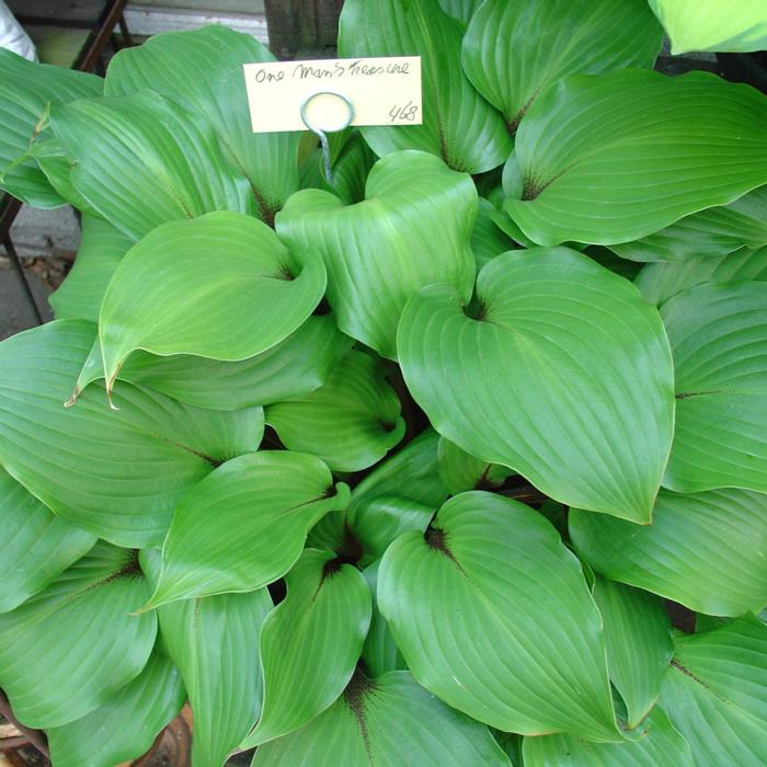 Hosta 'One Man's Treasure' plant