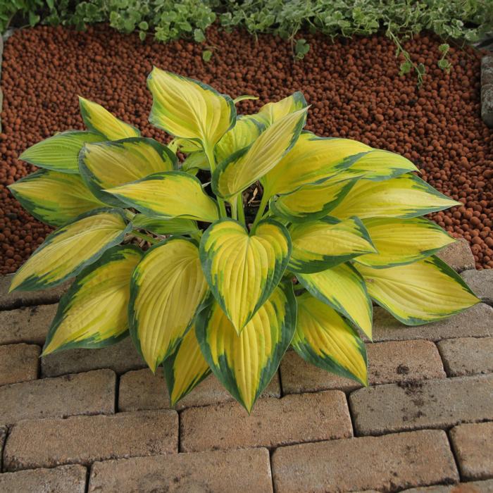 Hosta 'Orange Marmelade' plant